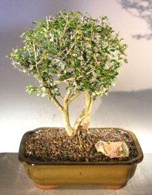 Flowering Tropical Boxwood Bonsai Tree<br>Triple Trunk Style<br><i>(neea buxifolia)</i>