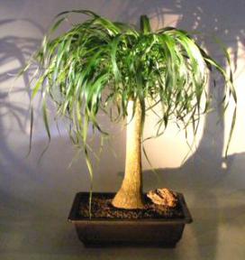 Ponytail Palm Bonsai Tree<br><i>(beaucamea recurvata)</i>