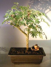 Flowering Princess Earrings Bonsai Tree<br><i>(dichrostachys cinerea)</i>