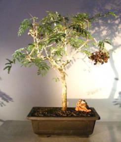 Flowering Princess Earrings Bonsai Tree<br><i>(dichrostachys cinerea)</i>