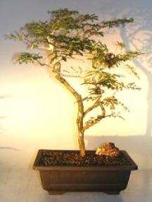 Flowering Princess Earrings Bonsai Tree<br><i>(dichrostachys cinerea)</i>
