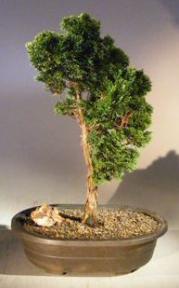Hinoki Cypress Bonsai Tree<br><i>(chamecyparis obtusa 'verdoni')</i>