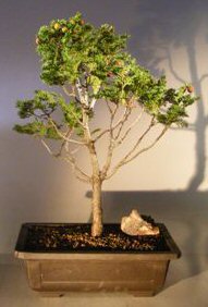 Hinoki Cypress Bonsai Tree<br><i>(chamaecyparis obtusa)</i>