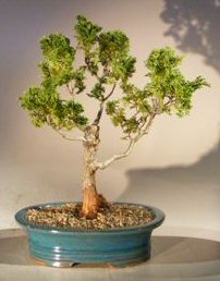 Hinoki Cypress Bonsai Tree<br><i>(chamaecyparis obtusa)</i>