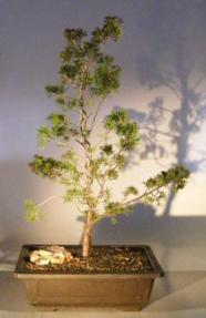 Shimpaku Juniper Bonsai Tree<br><i>(juniper chinensis 'shimpaku')</i>