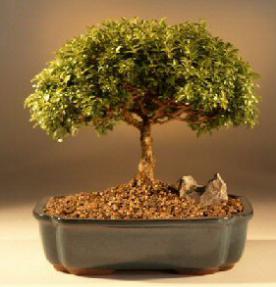 Japanese Kingsville Boxwood Bonsai Tree<br><i>(buxus microphylla 'compacta')</i>