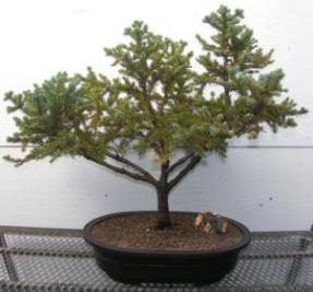 Serbian Spruce Bonsai Tree<br><i>(picea omorica)</i>