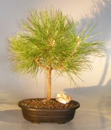 Japanese Black Pine Bonsai Tree <br><i>(pinus thunbergii 'thunderhead')</i>