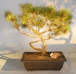 Mugo Pine Bonsai Tree<br><i>(pinus mugo 'valley cushion')</i>