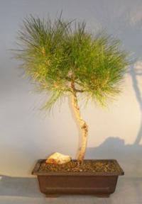 Japanese Black Pine Bonsai Tree<br><i>(pinus thunbergii 'thunderhead')</i>