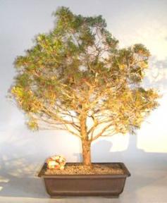 Atlantic White Cedar Bonsai Tree<br><i>(cupressaceae chamaecyparis 'thyoides')</i>