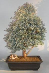 Silver Cypress Bonsai Tree<br><i>(chamecyparis pisifera 'boulevard')</i>