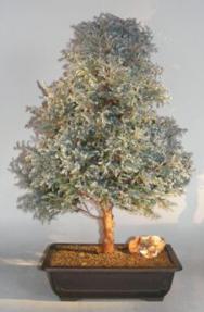 Silver Cypress Bonsai Tree<br><i>(chamecyparis pisifera 'boulevard')</i>