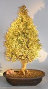English Boxwood Bonsai Tree<br><i>(buxus semperuirens variegata)</i>