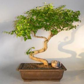 Flowering Ligustrum Bonsai Tree <br>Curved Trunk & Tiered Branching Style<br><i>(ligustrum lucidum)</i>