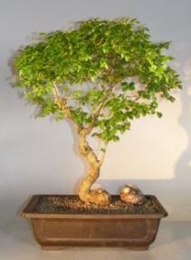 Flowering Ligustrum Bonsai Tree<br>Curved Trunk & Tiered Branching Style<br><i>(ligustrum lucidum)</i>