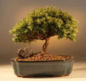 Japanese Kingsville Boxwood Bonsai Tree<br><i>(buxus microphylla 'compacta')</i>