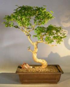 Flowering Ligustrum Bonsai Tree<br>Curved Trunk & Tiered Branching Style<br><i>(ligustrum lucidum)</i>