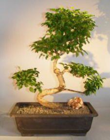 Flowering Ligustrum Bonsai Tree<br>Curved Trunk & Tiered Branching Style<br><i>(ligustrum lucidum)</i>