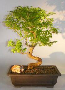 Flowering Ligustrum Bonsai Tree<br>Curved Trunk & Tiered Branching Style<br><i>(ligustrum lucidum)</i>