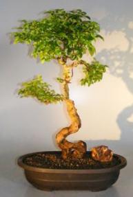 Flowering Ligustrum Bonsai Tree<br>Curved Trunk & Tiered Branching Style<br><i>(ligustrum lucidum)</i>