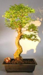 Flowering Ligustrum Bonsai Tree<br>Curved Trunk & Tiered Branching Style<br><i>(ligustrum lucidum)</i>