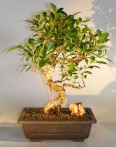 Ficus Retusa Bonsai Tree<br>Curved Trunk, Tiered Branching, & Banyan Roots<br><i>(ficus retusa)</i>