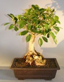 Ficus Retusa Bonsai Tree<br>Root Over Rock<br><i>(ficus retusa)</i>