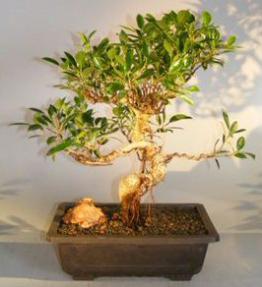 Ficus Retusa Bonsai Tree<br>Curved Trunk, Tiered Branching, & Banyan Roots<br><i>(ficus retusa)</i>