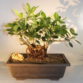 Green Emerald Ficus Bonsai Tree<br>Root Over Rock<br><i>(ficus microcarpa)</i> 