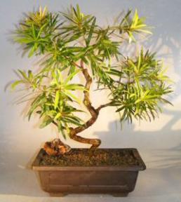 Flowering Podocarpus Bonsai Tree<br>Curved Trunk And Tiered Branching Style<br><i>(podocarpus macrophyllus)</i>