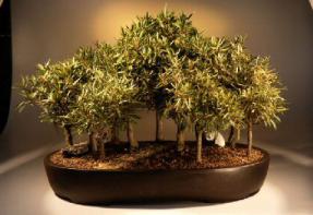 Willow Leaf Ficus Bonsai Tree<br><i>(ficus nerifolia/salicafolia)</i>