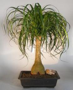 Ponytail Palm Bonsai Tree<br><i>(beaucamea recurvata)</i>