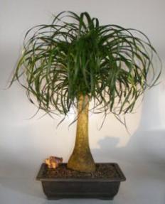 Ponytail Palm Bonsai Tree<br><i>(beaucamea recurvata)</i>