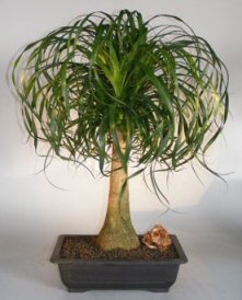 Ponytail Palm Bonsai Tree<br><i>(beaucamea recurvata)</i>