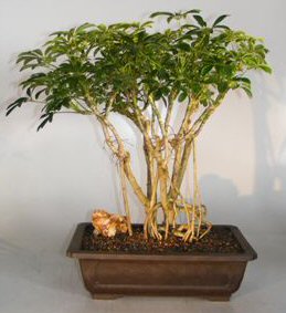 Hawaiian Umbrella Bonsai Tree<br>Banyan Style<br><i>(arboricola schefflera)</i>