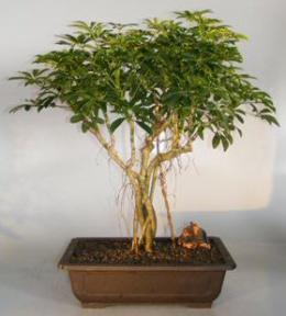 Hawaiian Umbrella Bonsai Tree<br>Braided Trunk and Banyan Style<br><i>(arboricola schefflera)</i>