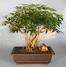 Hawaiian Umbrella Bonsai Tree<br>Banyan Style<br><i>(arboricola schefflera)</i>