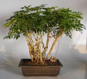 Hawaiian Umbrella Bonsai Tree <br>Banyan Style<br><i>(arboricola schefflera)</i>