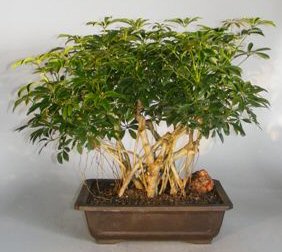 Hawaiian Umbrella Bonsai Tree<br>Banyan Style<br><i>(arboricola schefflera)</i>