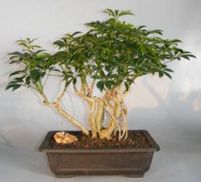 Hawaiian Umbrella Bonsai Tree<br>Banyan Style<br><i>(arboricola schefflera)</i>