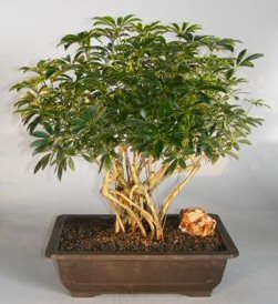 Hawaiian Umbrella Bonsai Tree<br>Banyan Style<br><i>(arboricola schefflera)</i>