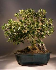 Green Emerald Ficus Bonsai  Tree<br><i>(ficus microcarpa)</i>