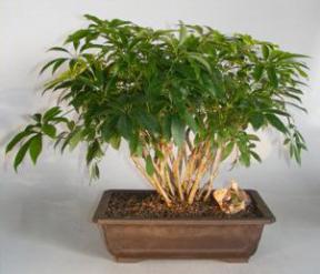 Hawaiian Umbrella Bonsai Tree<br>Banyan Style<br><i>(arboricola schefflera)</i>