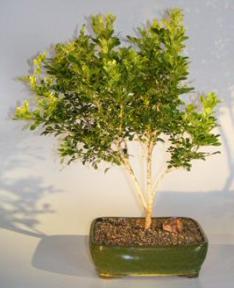 Flowering Chinese Perfume Bonsai Tree<br><i>(aglaia orodata)</i>