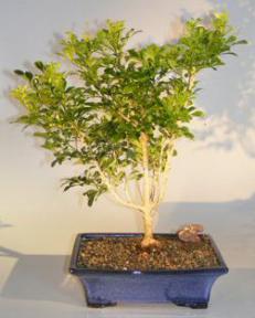 Flowering Chinese Perfume Bonsai Tree<br><i>(aglaia orodata)</i>