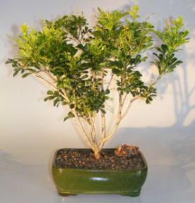 Flowering Chinese Perfume Bonsai Tree<br><i>(aglaia orodata)</i>