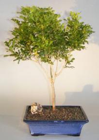 Flowering Chinese Perfume Bonsai Tree<br><i>(aglaia orodata)</i>