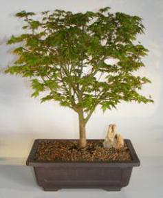 Japanese Maple Bonsai Tree <br><i>(acer palmatum 'Kashima Yatsubusa')</i>