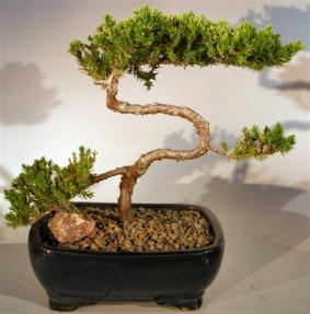 Juniper Bonsai Tree - Trained <br><i>(juniper procumbens nana)</i>